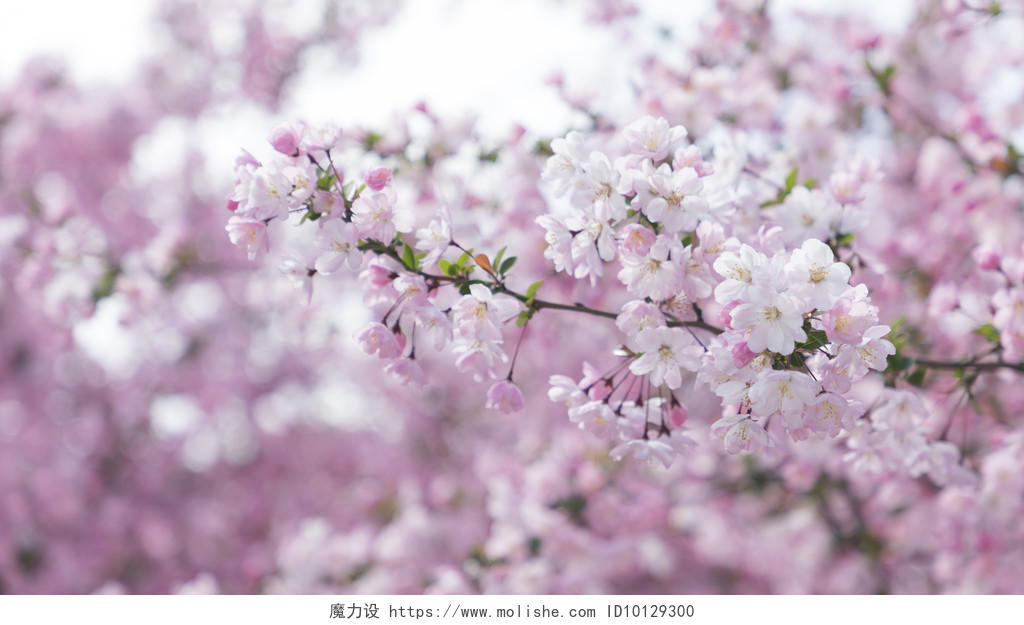 粉色樱花桃花背景图片